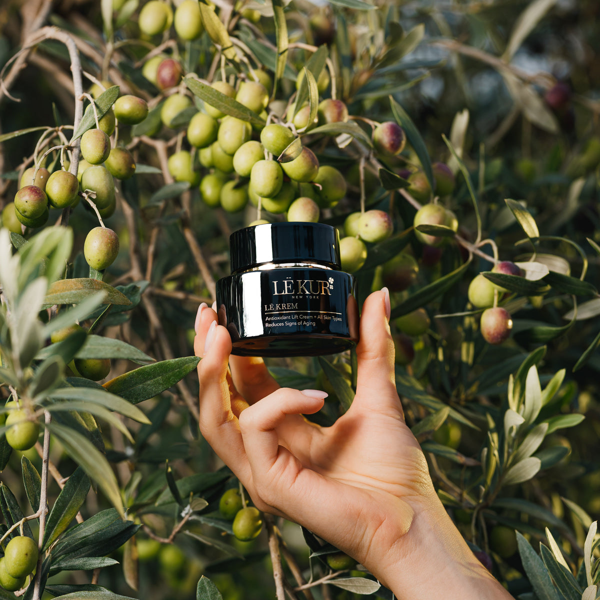 Hand holding a black jar labeled 'LË KUR' in front of an olive tree with green olives.